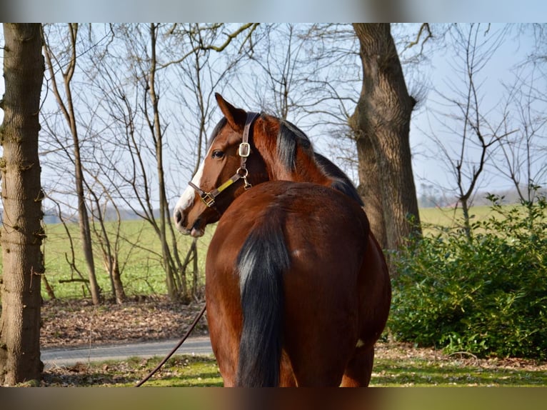 Oldenbourg Jument 9 Ans 163 cm Bai in Wildeshausen