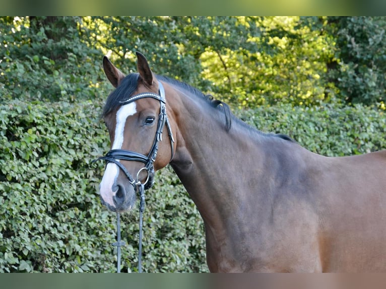 Oldenbourg Jument 9 Ans 163 cm Bai in Wildeshausen