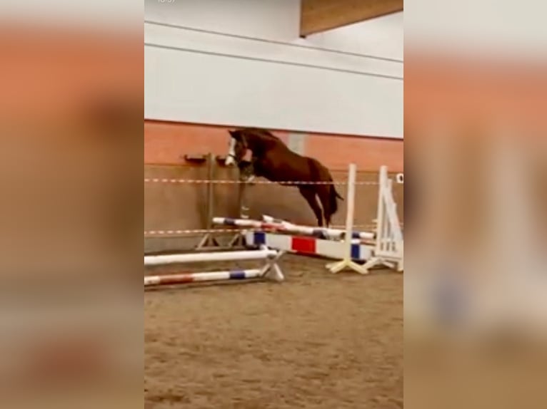 Oldenbourg Jument 9 Ans 163 cm Bai in Wildeshausen