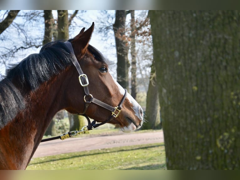 Oldenbourg Jument 9 Ans 163 cm Bai in Wildeshausen