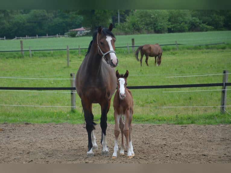 Oldenbourg Jument 9 Ans 163 cm Bai in Wildeshausen