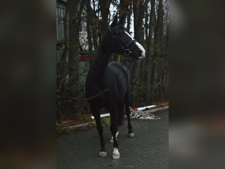 Oldenbourg Jument 9 Ans 163 cm Noir in Würzburg