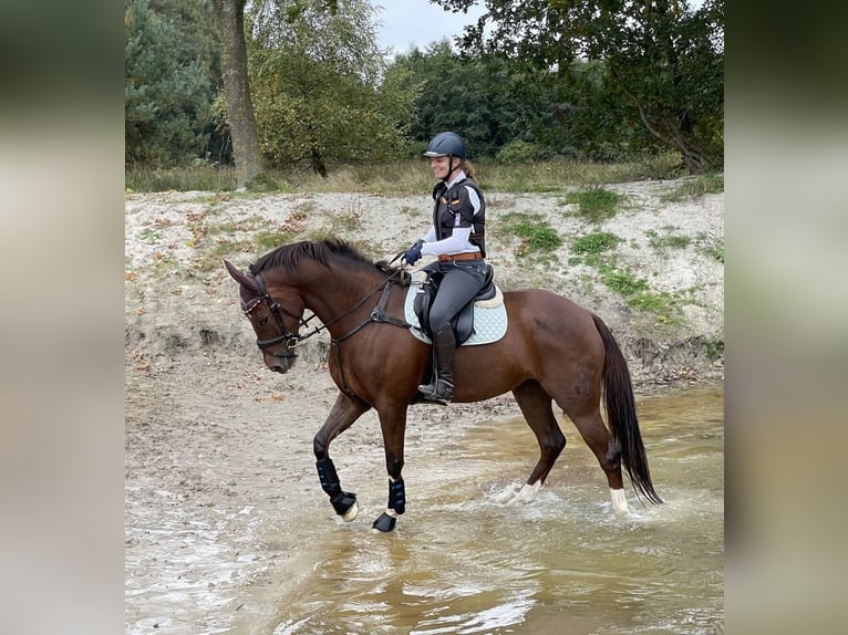 Oldenbourg Jument 9 Ans 164 cm Alezan in Münster