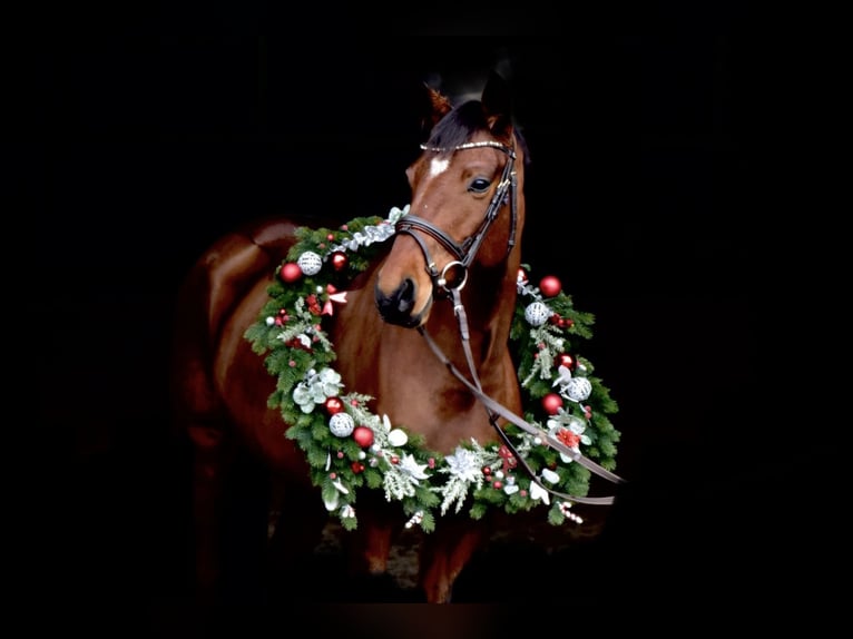 Oldenbourg Jument 9 Ans 164 cm Bai in Neuhütten