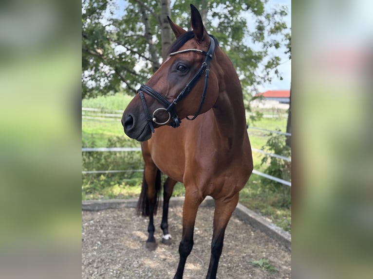 Oldenbourg Jument 9 Ans 164 cm Bai in Weilheim in Oberbayern