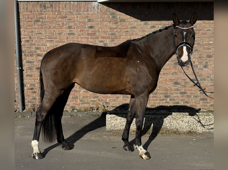 Oldenbourg Jument 9 Ans 165 cm Bai brun in Niederkassel
