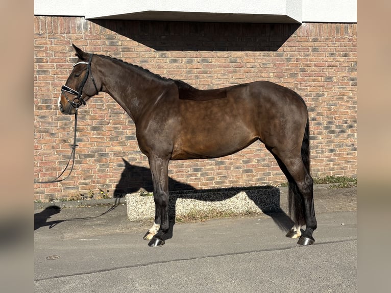 Oldenbourg Jument 9 Ans 165 cm Bai brun in Niederkassel