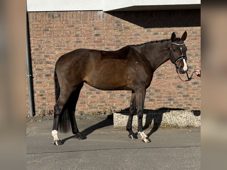 Oldenbourg Jument 9 Ans 165 cm Bai brun in Niederkassel