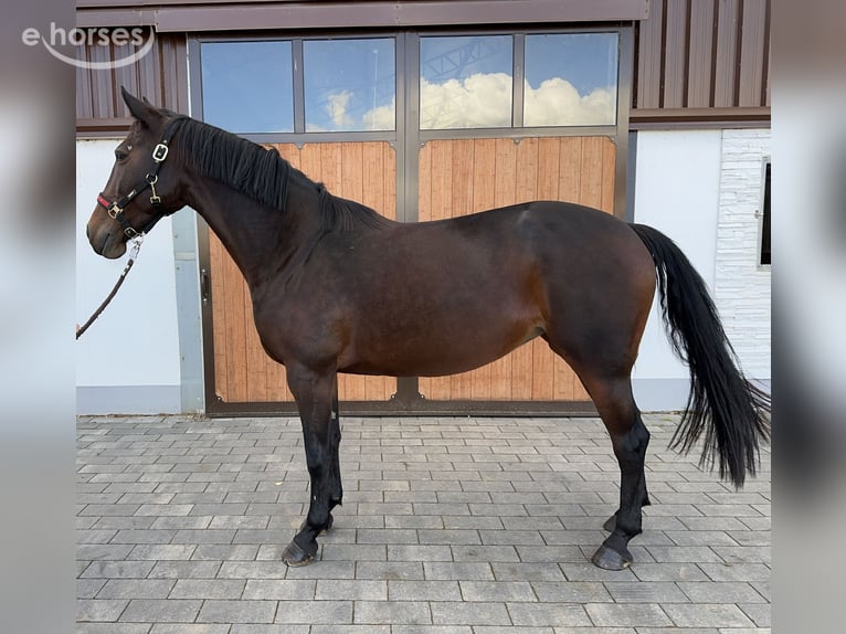 Oldenbourg Jument 9 Ans 165 cm Bai brun in Dornburg