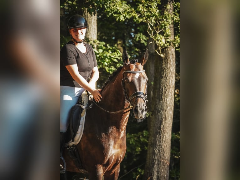 Oldenbourg Jument 9 Ans 165 cm Bai brun foncé in Nettersheim