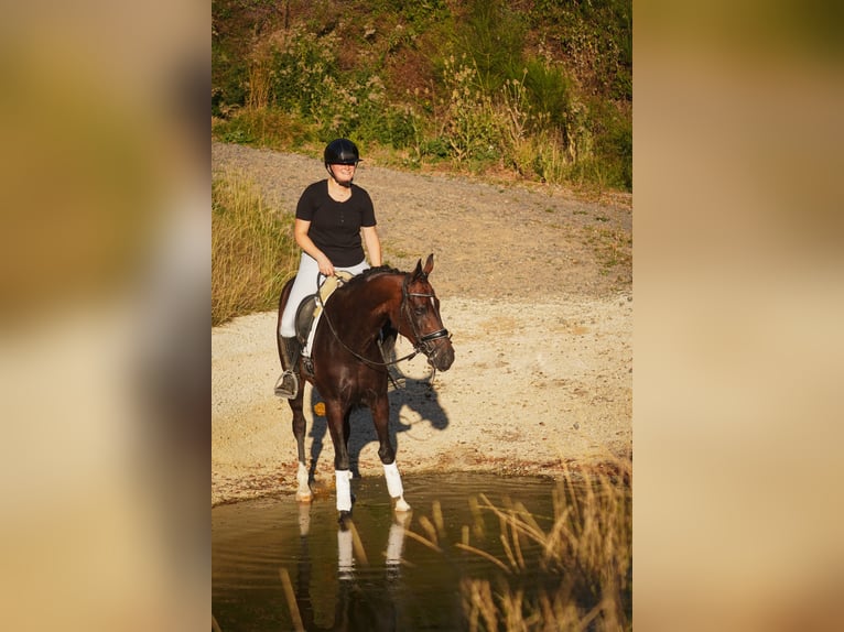Oldenbourg Jument 9 Ans 165 cm Bai brun foncé in Nettersheim