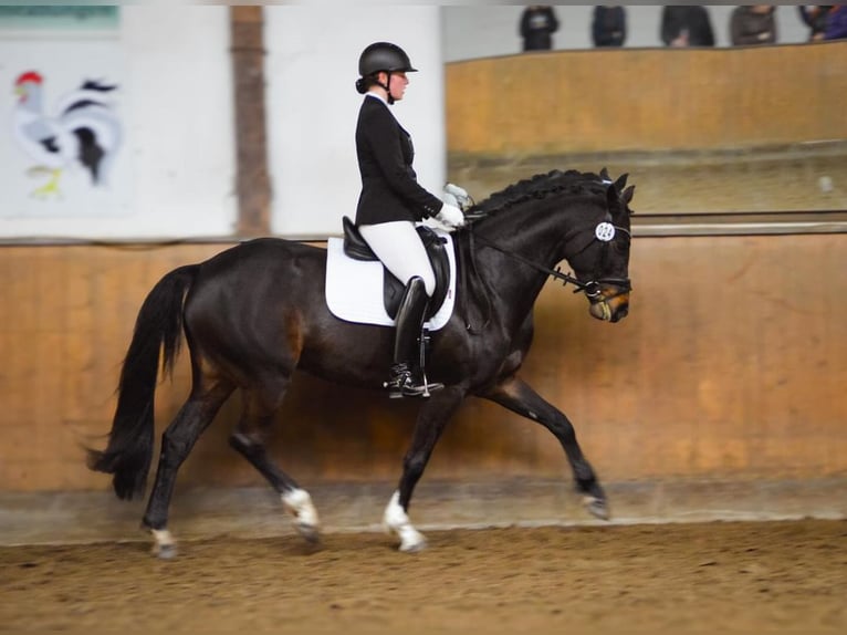 Oldenbourg Jument 9 Ans 165 cm Bai in Visbek