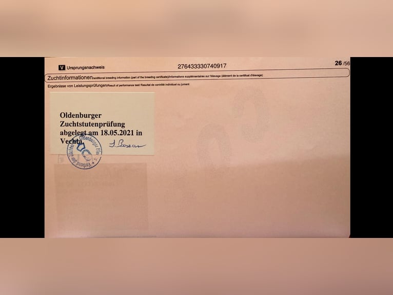 Oldenbourg Jument 9 Ans 165 cm Bai in Visbek