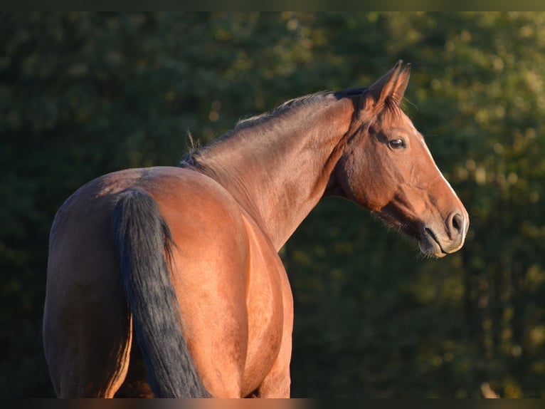 Oldenbourg Jument 9 Ans 165 cm Bai in Lavernay