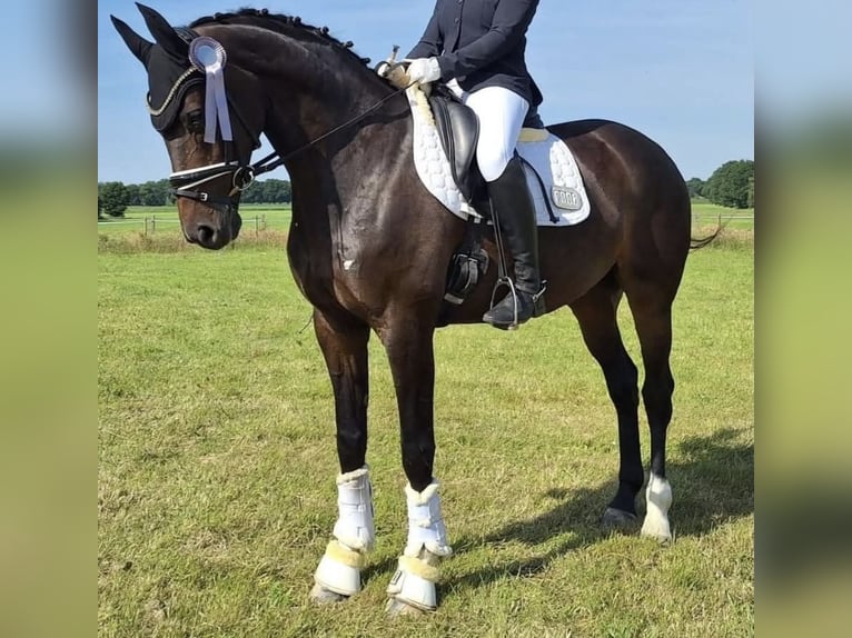 Oldenbourg Jument 9 Ans 166 cm Bai brun in Jade