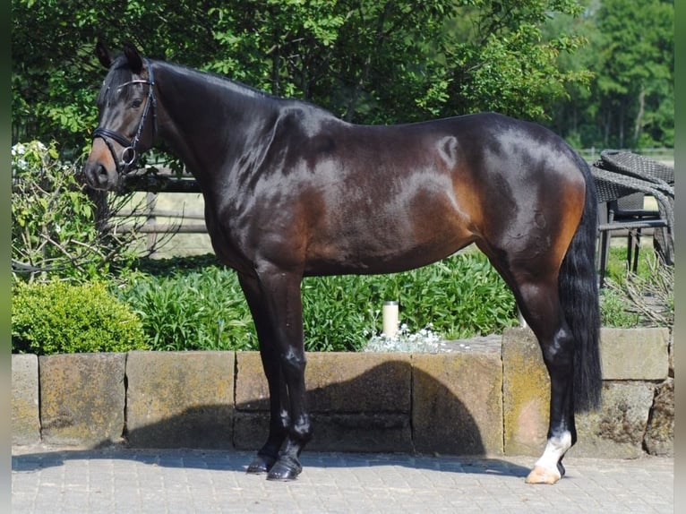 Oldenbourg Jument 9 Ans 166 cm Bai brun foncé in Rheine