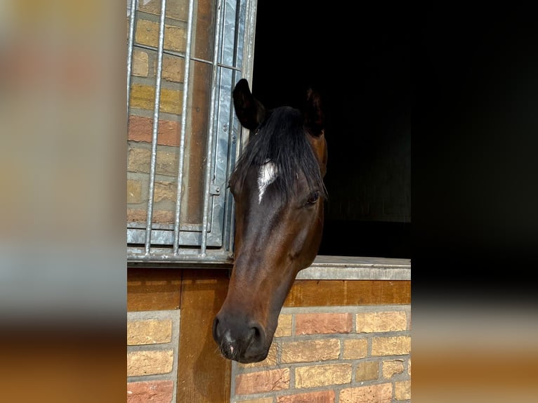 Oldenbourg Jument 9 Ans 166 cm Bai brun foncé in Rheine