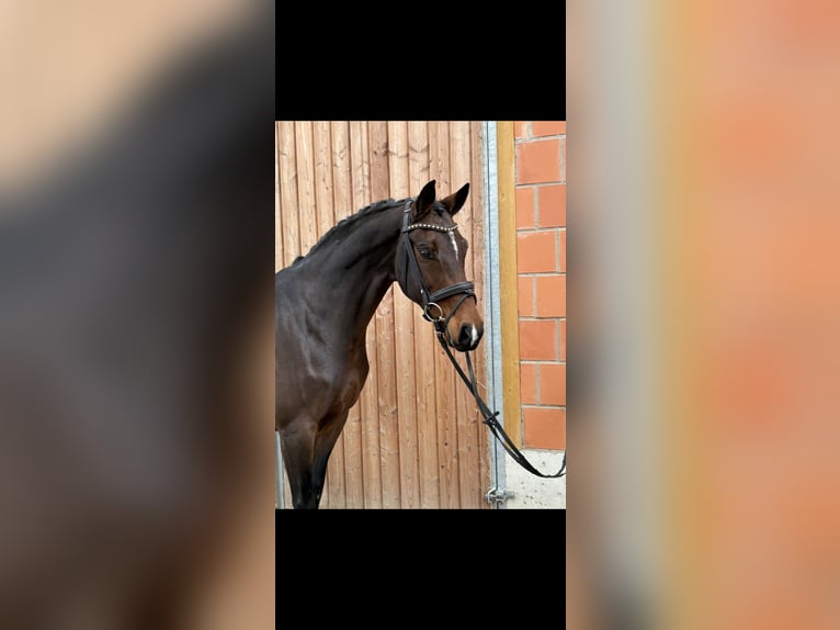 Oldenbourg Jument 9 Ans 166 cm Bai in Weimar