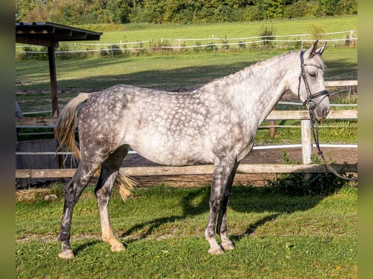 Oldenbourg Jument 9 Ans 166 cm Gris in Wolfsbach