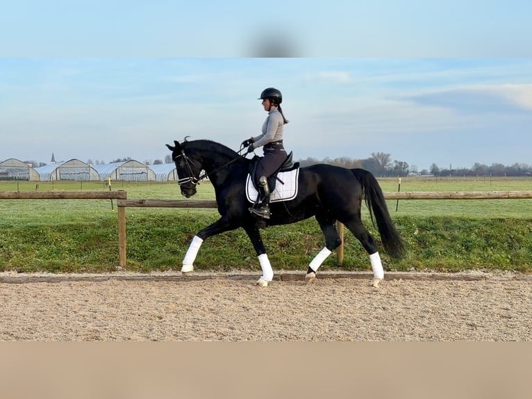 Oldenbourg Jument 9 Ans 166 cm Noir in Kehl