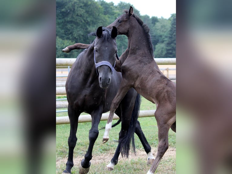 Oldenbourg Jument 9 Ans 166 cm Noir in Gilching