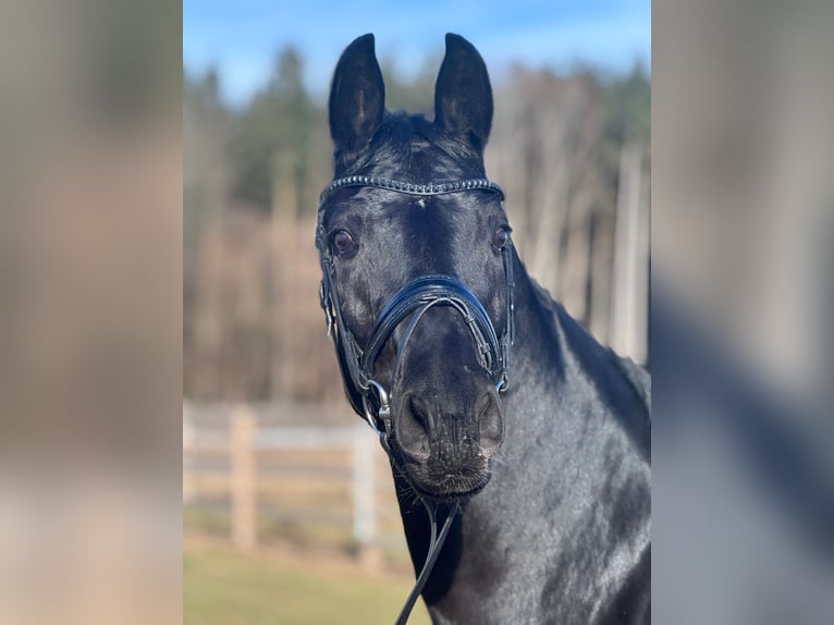 Oldenbourg Jument 9 Ans 166 cm Noir in Gilching