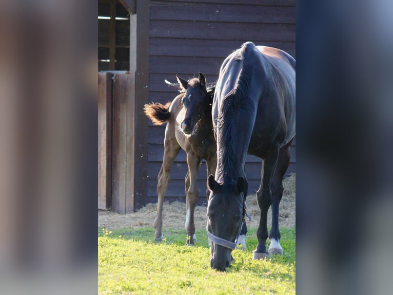 Oldenbourg Jument 9 Ans 166 cm Noir in Gilching