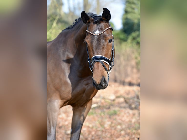 Oldenbourg Jument 9 Ans 167 cm Bai in Dötlingen