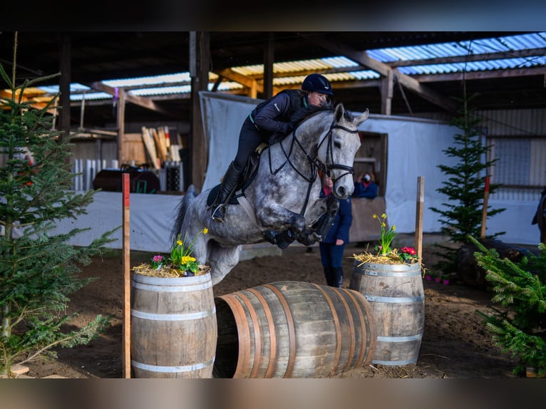 Oldenbourg Jument 9 Ans 167 cm Gris in Kamen