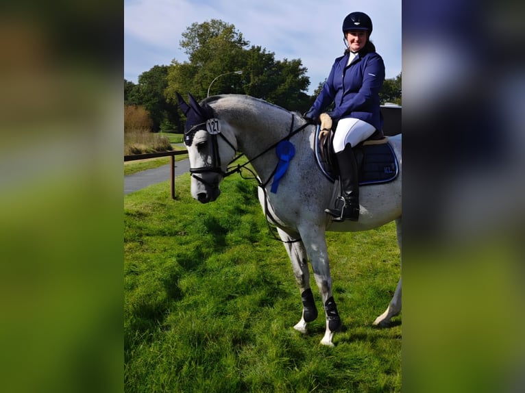 Oldenbourg Jument 9 Ans 167 cm Gris in Kamen