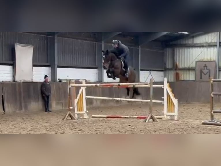 Oldenbourg Jument 9 Ans 168 cm Bai brun in Lübtheen