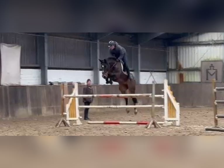 Oldenbourg Jument 9 Ans 168 cm Bai brun in Lübtheen