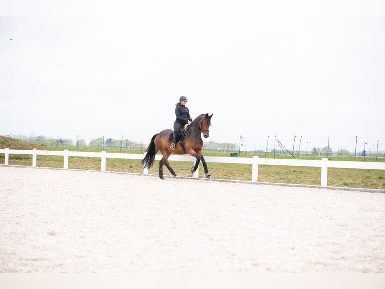 Oldenbourg Jument 9 Ans 168 cm Bai in Hawangen