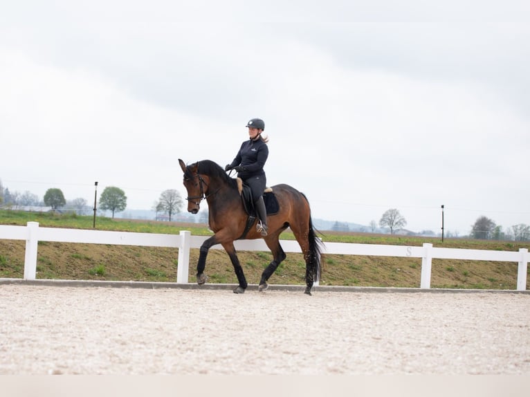 Oldenbourg Jument 9 Ans 168 cm Bai in Hawangen