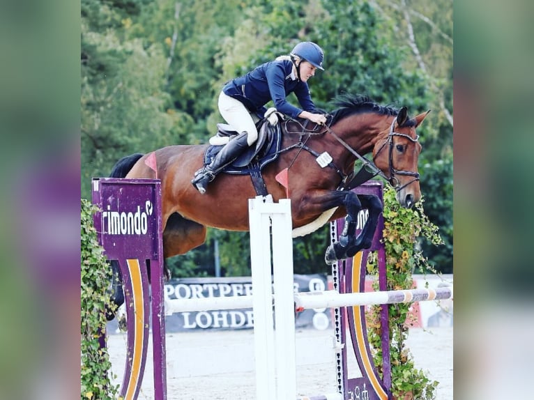 Oldenbourg Jument 9 Ans 168 cm Bai in Seevetal