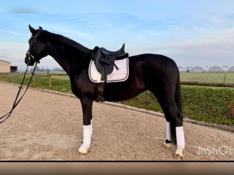 Oldenbourg Jument 9 Ans 168 cm Noir in Kehl