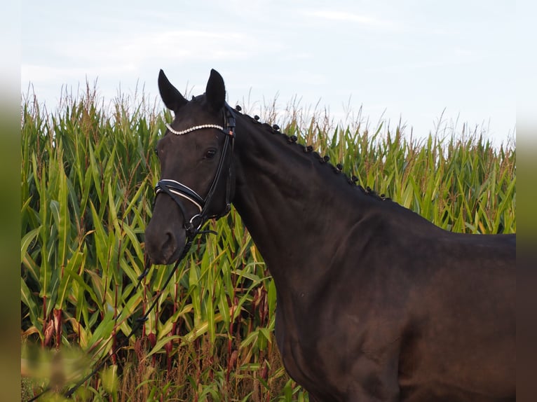 Oldenbourg Jument 9 Ans 168 cm Noir in Bramsche