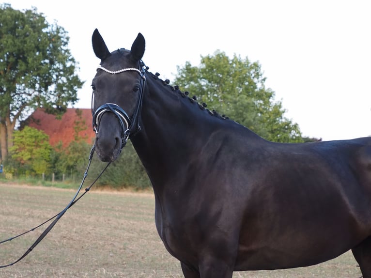 Oldenbourg Jument 9 Ans 168 cm Noir in Bramsche