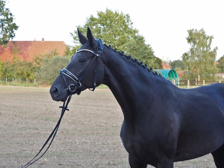 Oldenbourg Jument 9 Ans 168 cm Noir in Bramsche