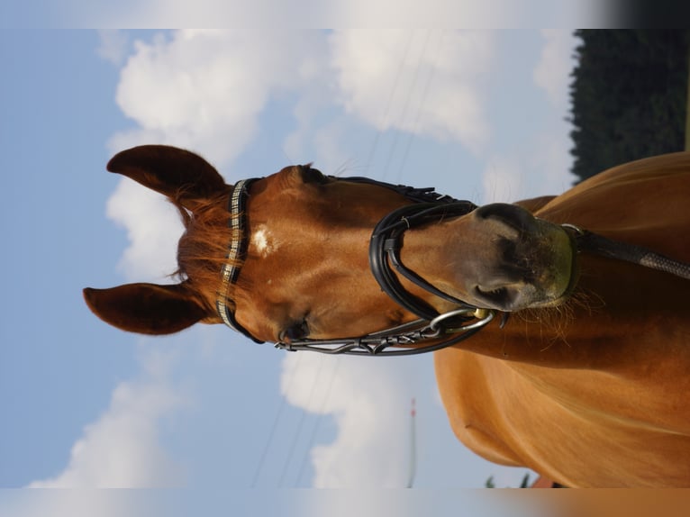 Oldenbourg Jument 9 Ans 169 cm Alezan brûlé in Dunningen