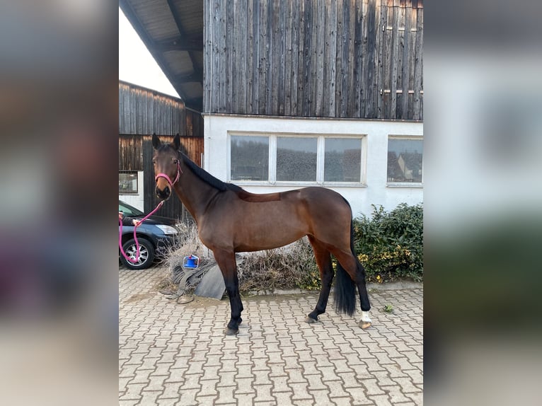 Oldenbourg Jument 9 Ans 169 cm Bai brun in Mutlangen