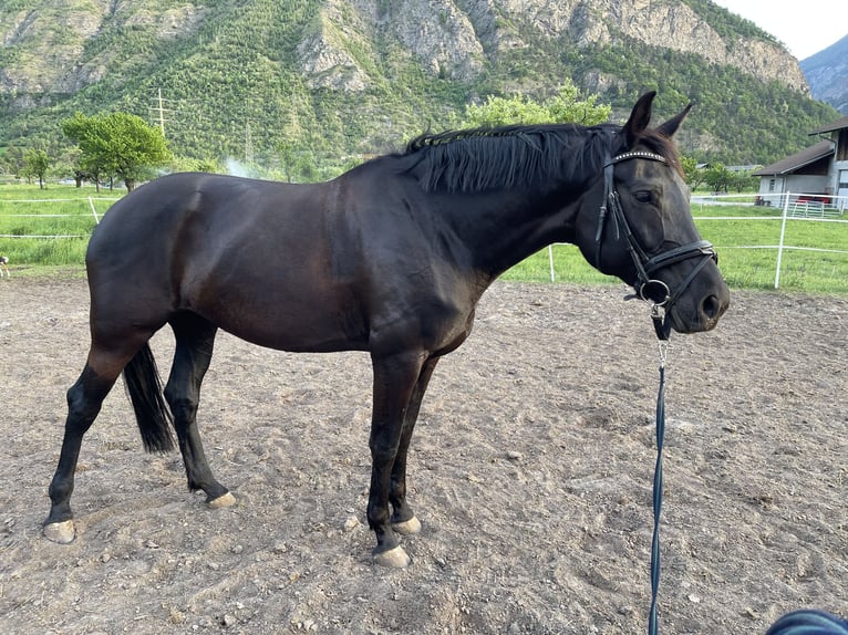 Oldenbourg Jument 9 Ans 170 cm Bai brun foncé in Lalden