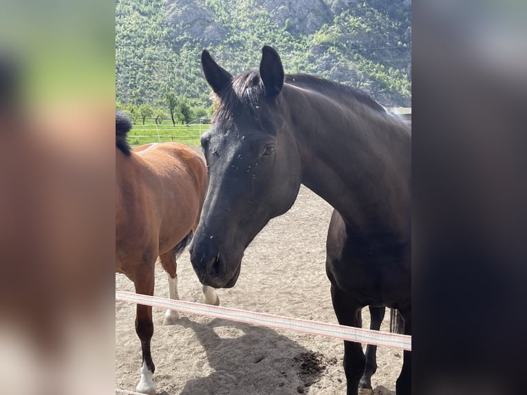 Oldenbourg Jument 9 Ans 170 cm Bai brun foncé in Lalden