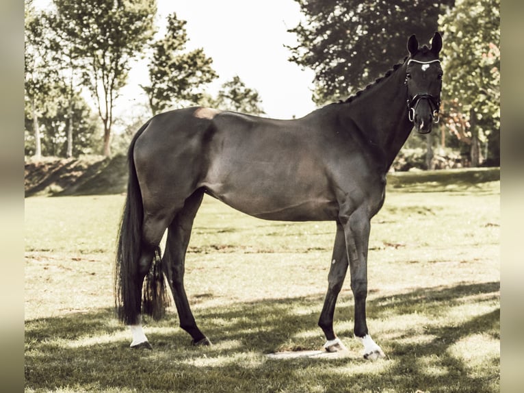 Oldenbourg Jument 9 Ans 170 cm Noir in Moormerland