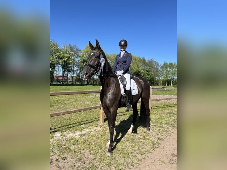 Oldenbourg Jument 9 Ans 170 cm Noir in Moormerland