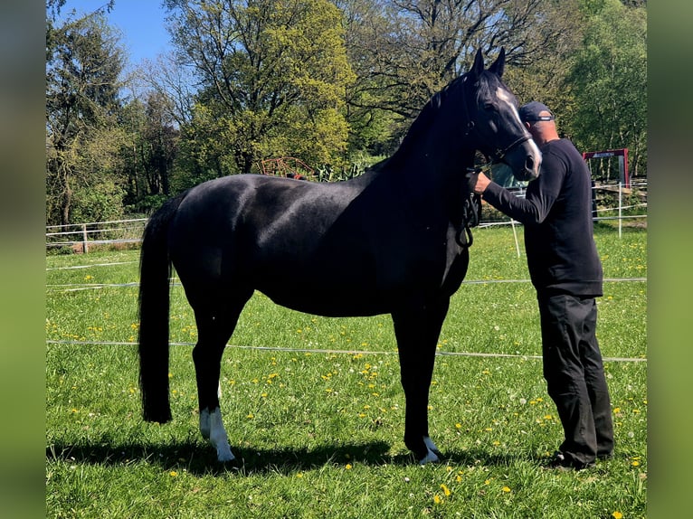 Oldenbourg Jument 9 Ans 170 cm Noir in Westerstede