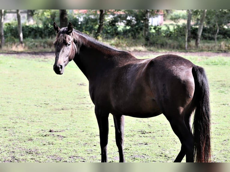 Oldenbourg Jument 9 Ans 171 cm Bai brun in Wittmund