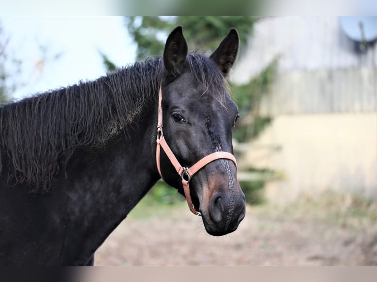 Oldenbourg Jument 9 Ans 171 cm Bai brun in Wittmund