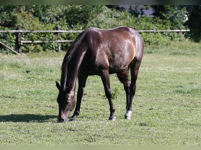 Oldenbourg Jument 9 Ans 171 cm Bai brun in Wittmund