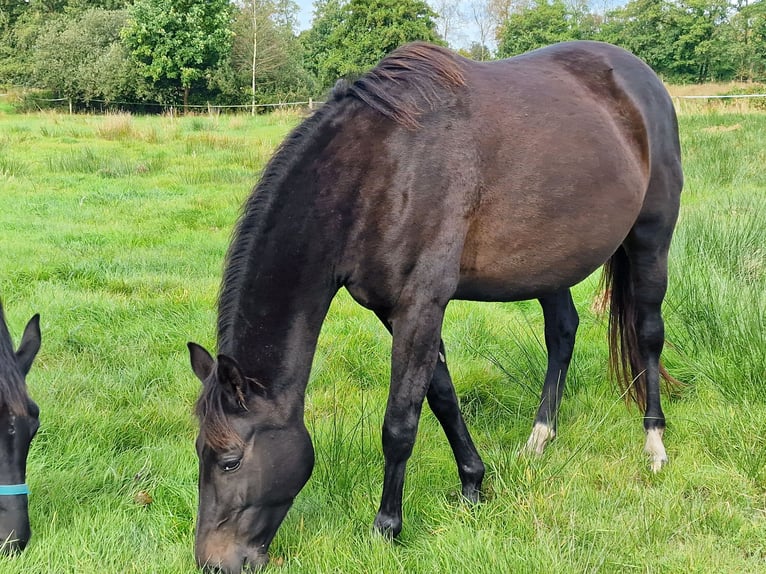 Oldenbourg Jument 9 Ans 171 cm Bai brun in Wittmund